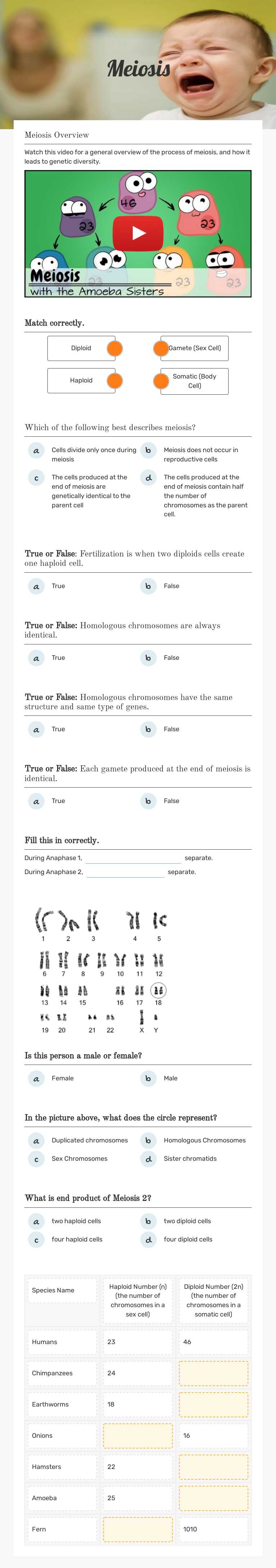 Meiosis worksheet preview image