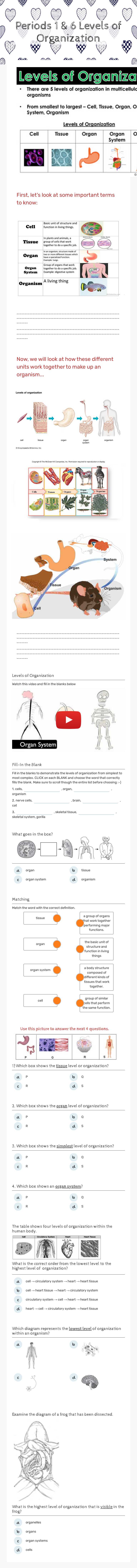 Periods 1 & 6 Levels of Organization worksheet preview image