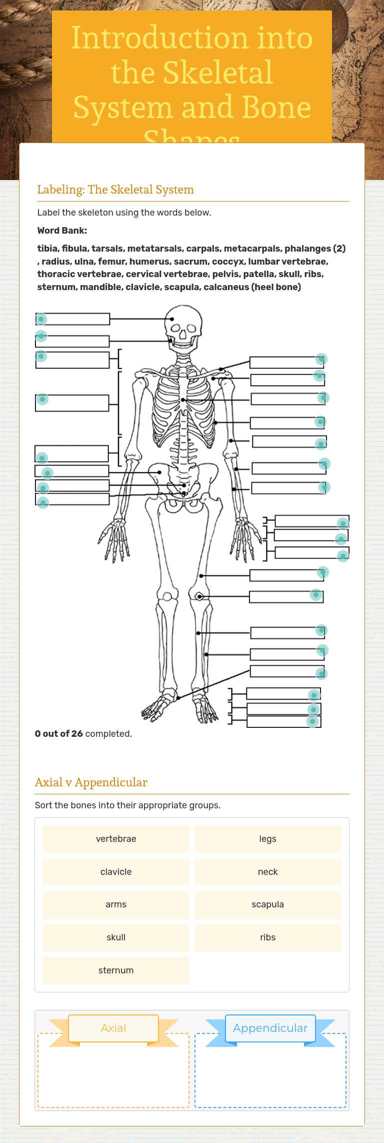 Introduction into the Skeletal System and Bone Shapes worksheet preview image