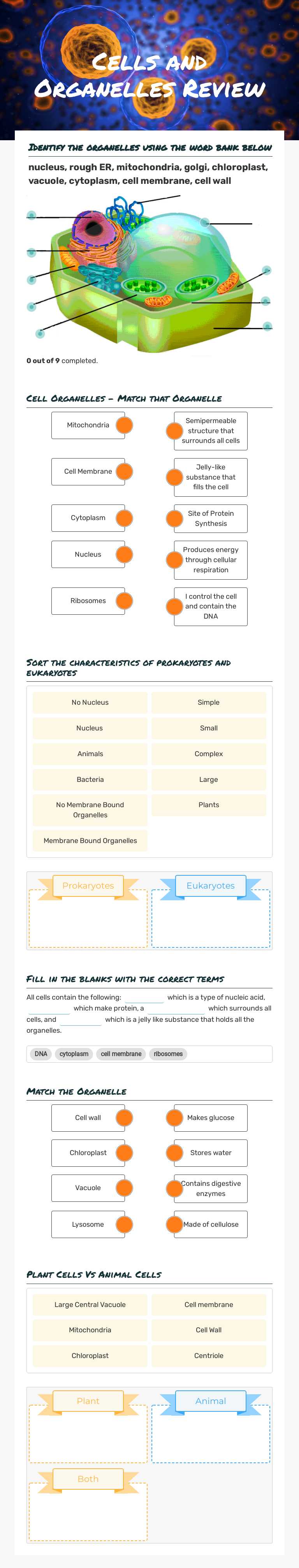 Cells and Organelles Review worksheet preview image