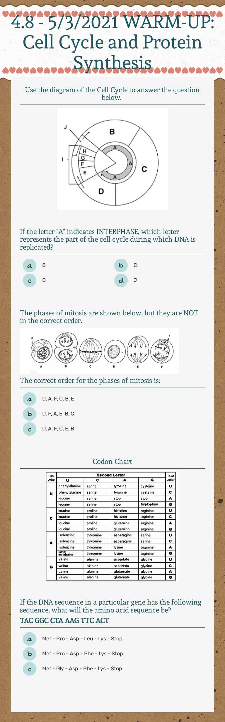 4.8 - 5/3/2021 WARM-UP: Cell Cycle and Protein Synthesis worksheet preview image