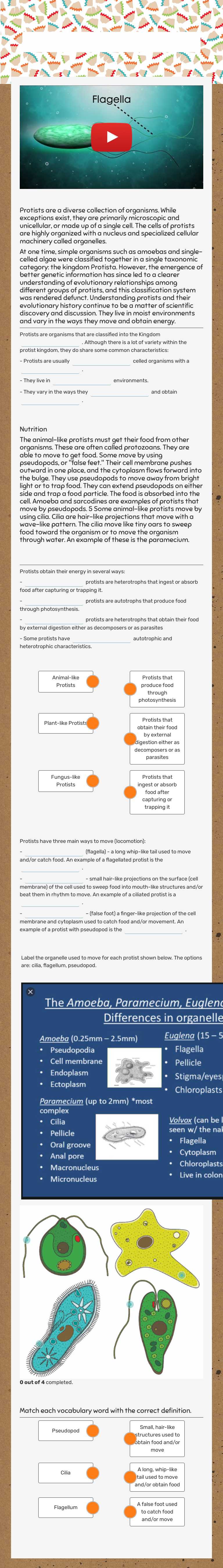 INtroduction to Protists worksheet preview image
