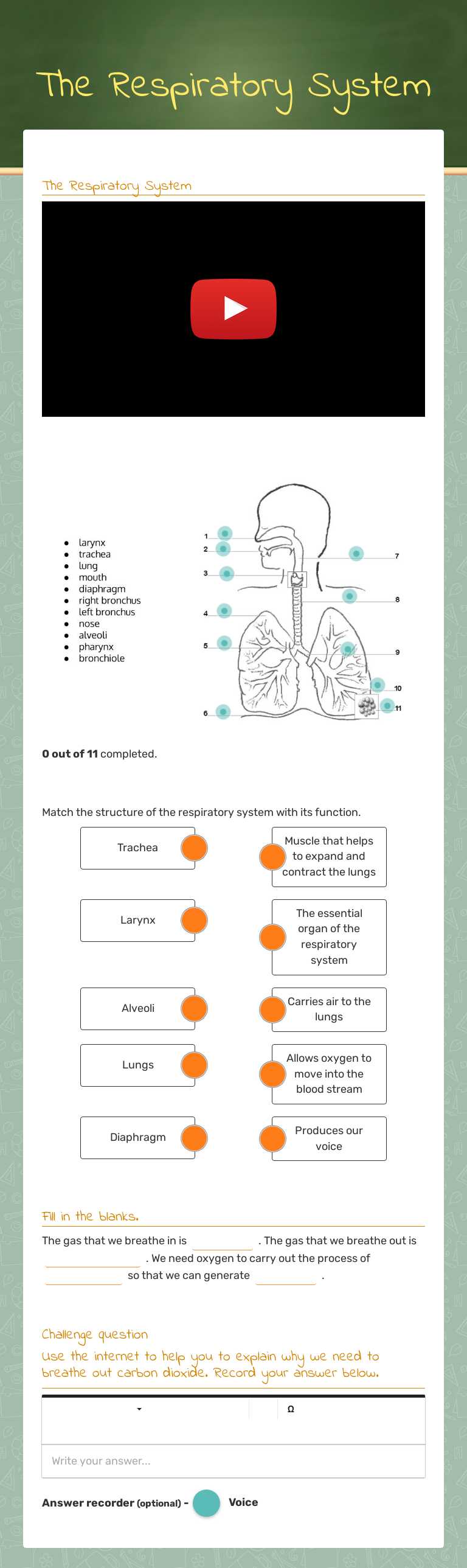The Respiratory System worksheet preview image