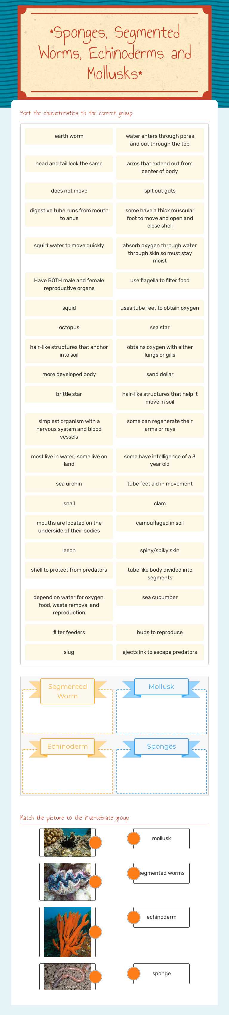 *Sponges, Segmented Worms, Echinoderms and Mollusks* Grade 6 worksheet preview
