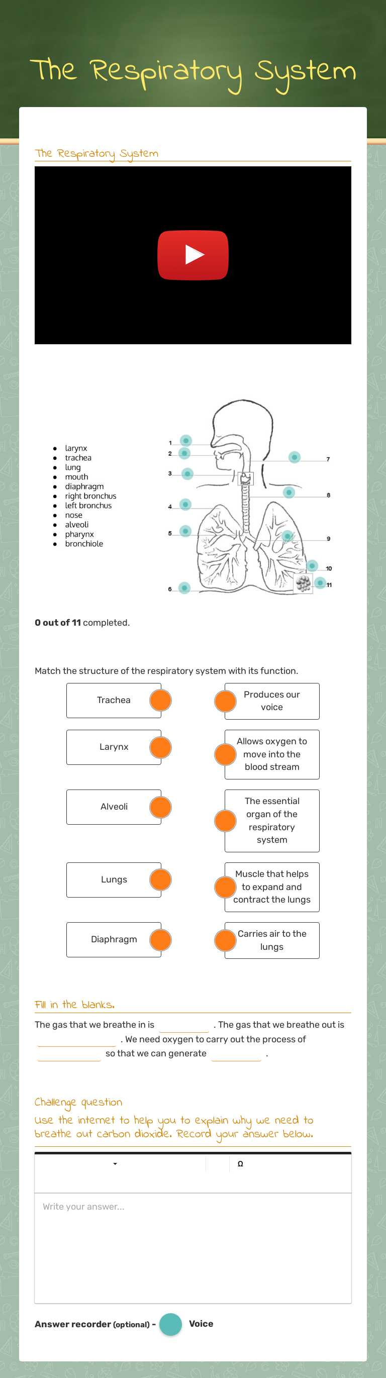 The Respiratory System worksheet preview image