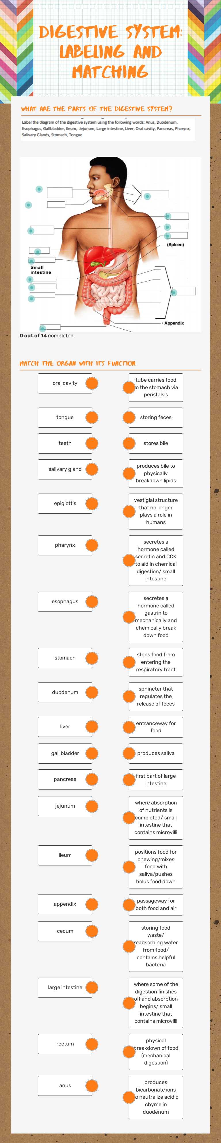 Digestive System: Labeling and Matching by Kathryn Niedbalec ...