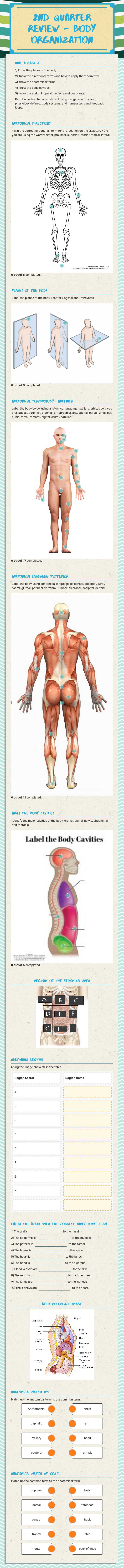 2nd Quarter Review - Body Organization worksheet preview image