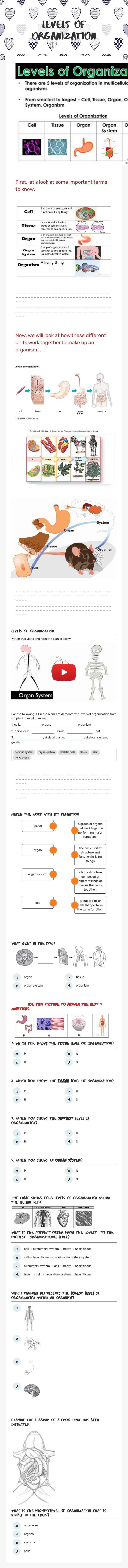 Levels of Organization worksheet preview image