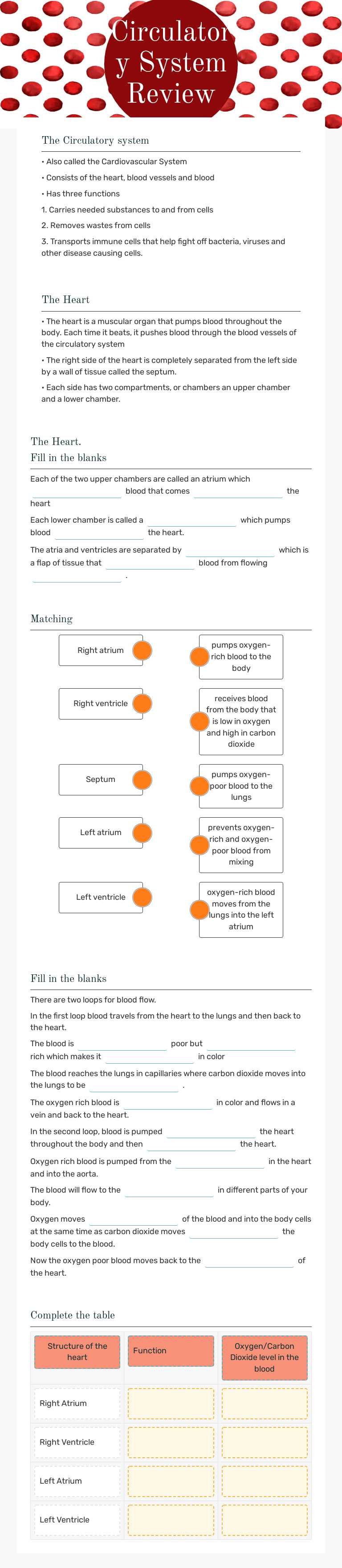 Circulatory System
Review worksheet preview image