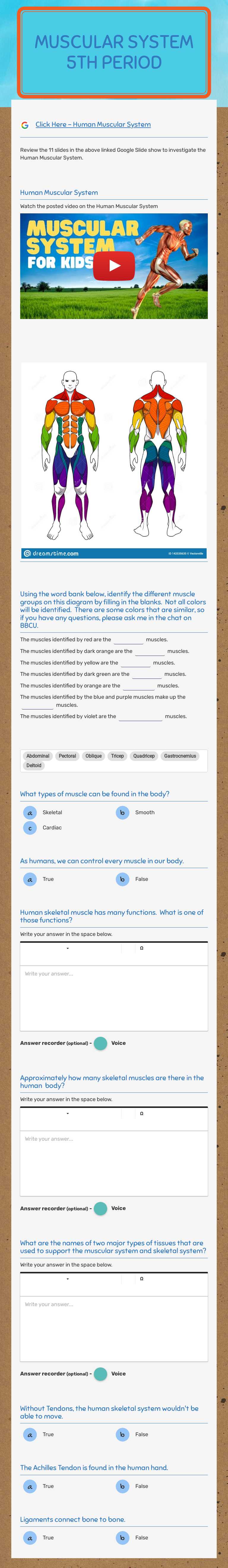 Muscular system
5th period worksheet preview image