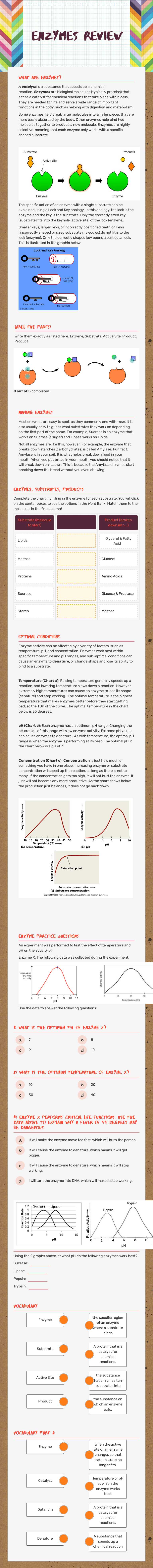 Enzymes Review Grade 10 worksheet preview