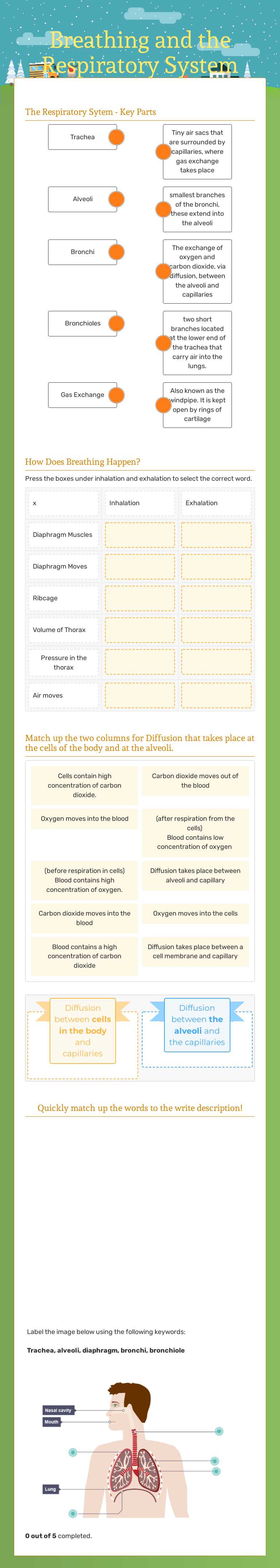 Breathing and the Respiratory System worksheet preview image