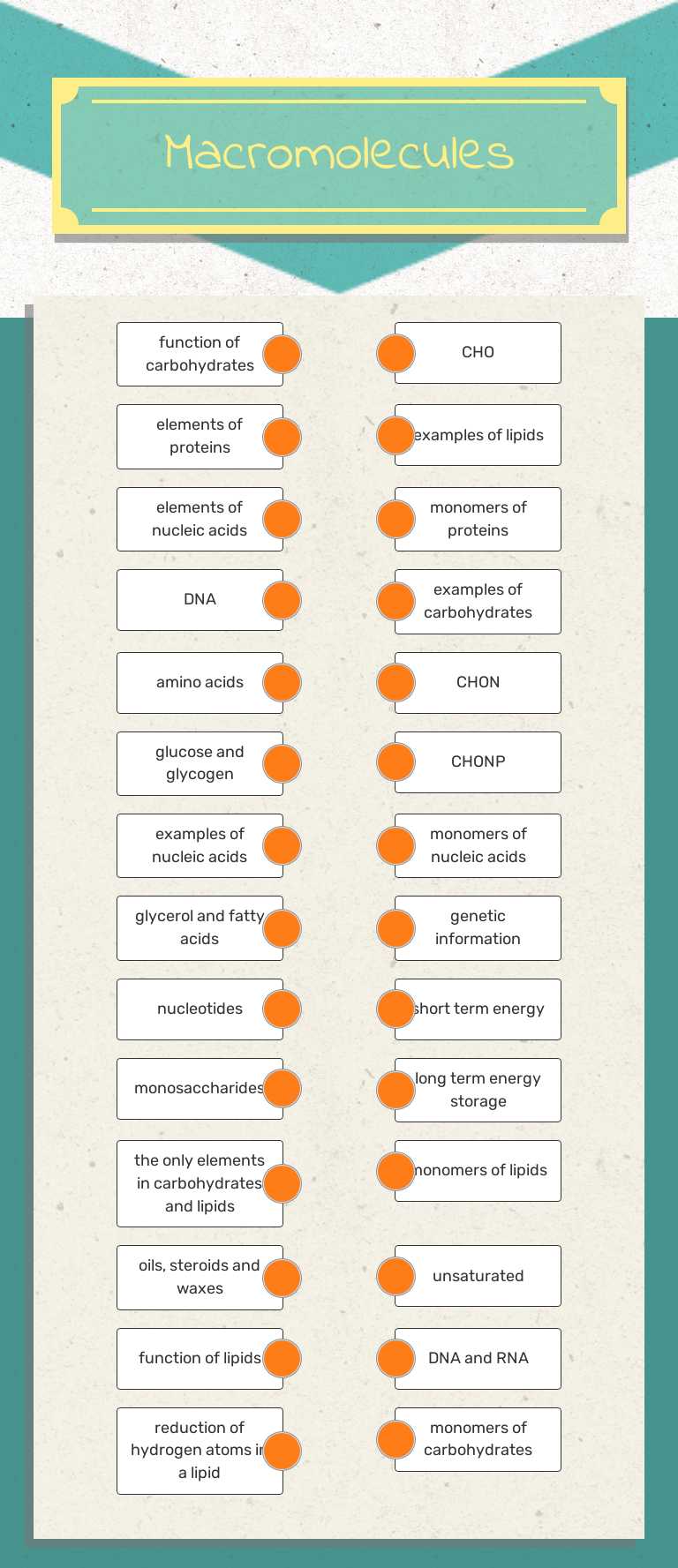 Macromolecules worksheet preview image
