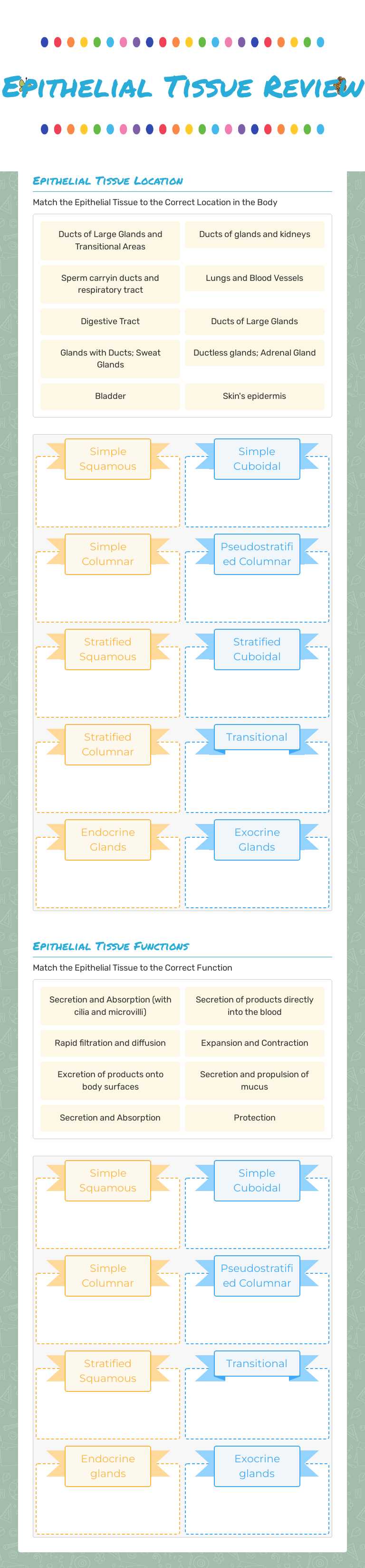 Epithelial Tissue Review worksheet preview image