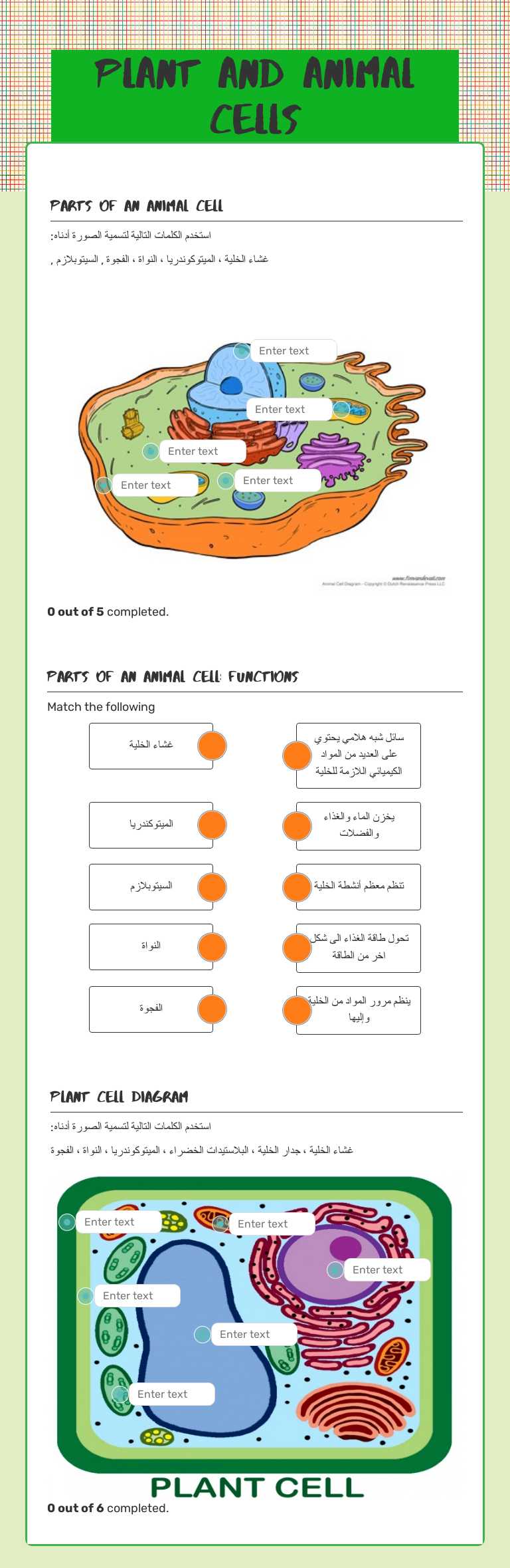 Plant and Animal Cells worksheet preview image
