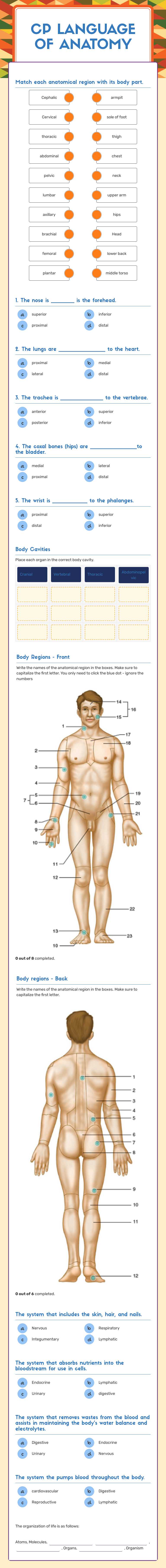 CP Language of Anatomy worksheet preview image