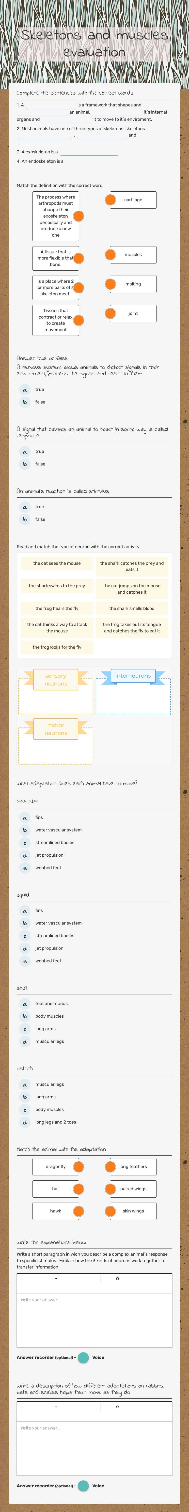 Skeletons and muscles evaluation worksheet preview image