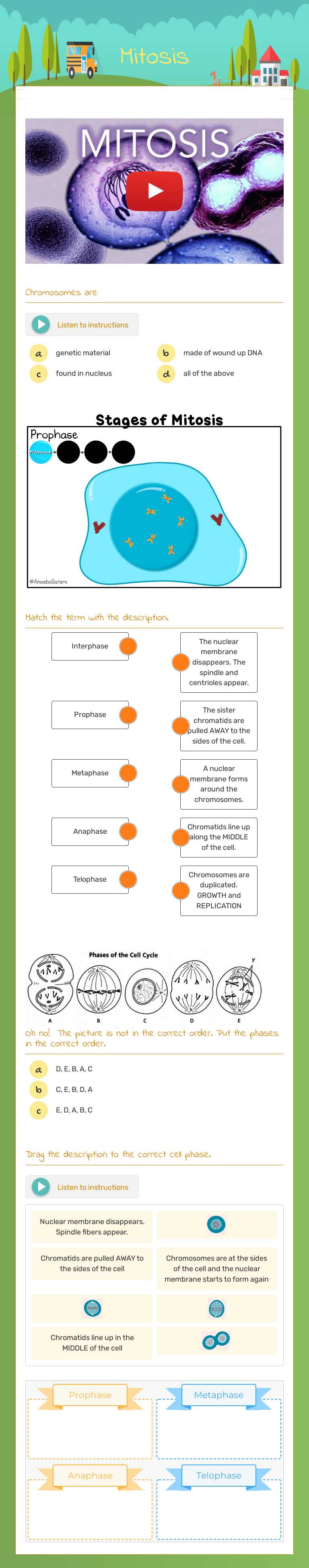 Mitosis worksheet preview image