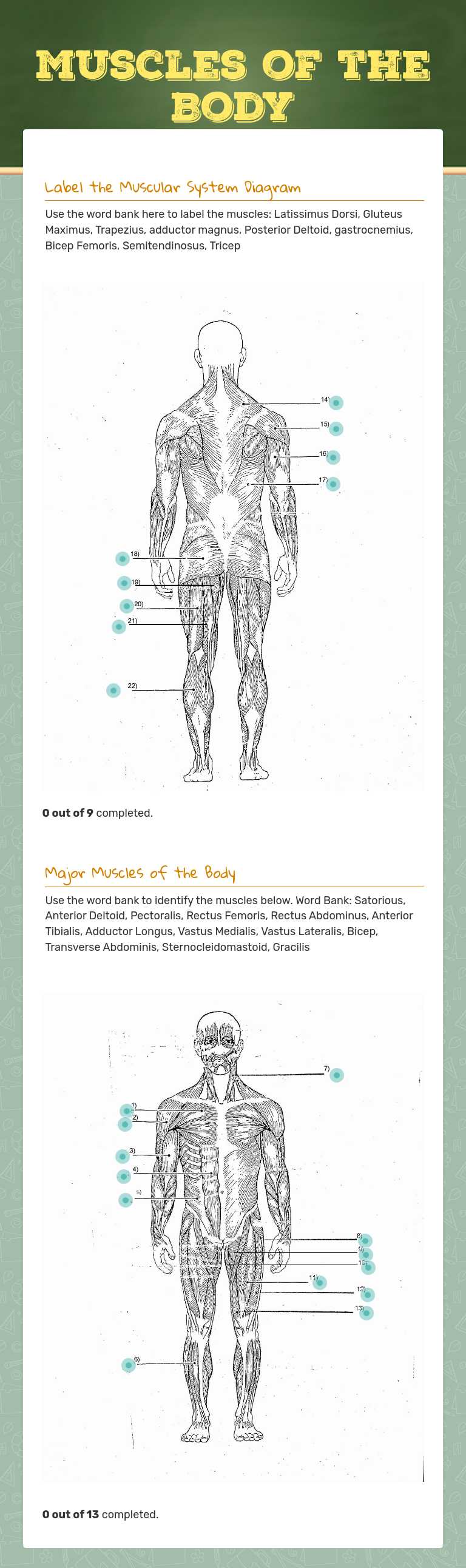 Muscles of the Body Grade 10 worksheet preview