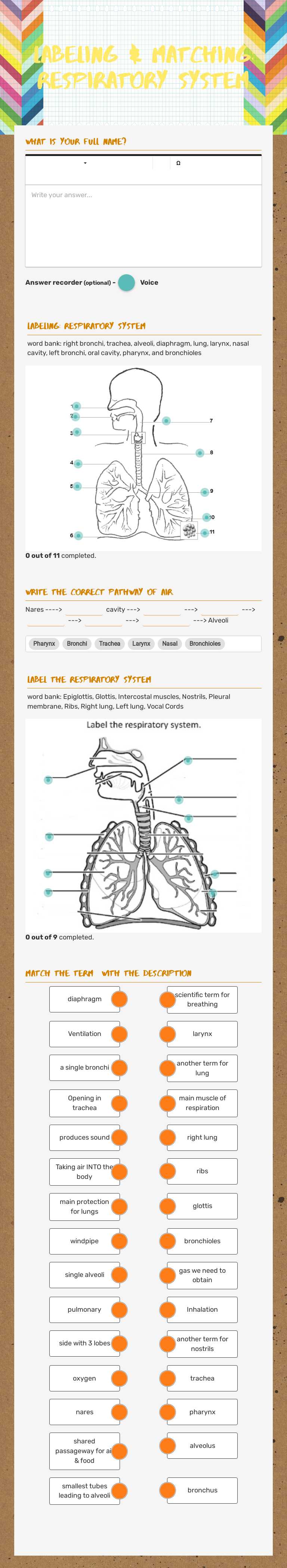 Labeling & Matching: Respiratory System worksheet preview image