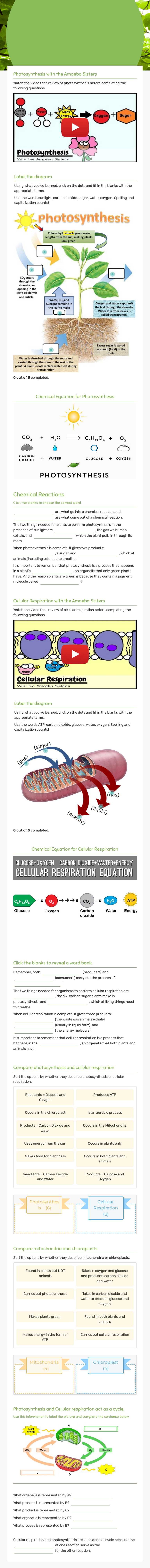 Photosynthesis and Cellular Respiration Grade 9 worksheet preview