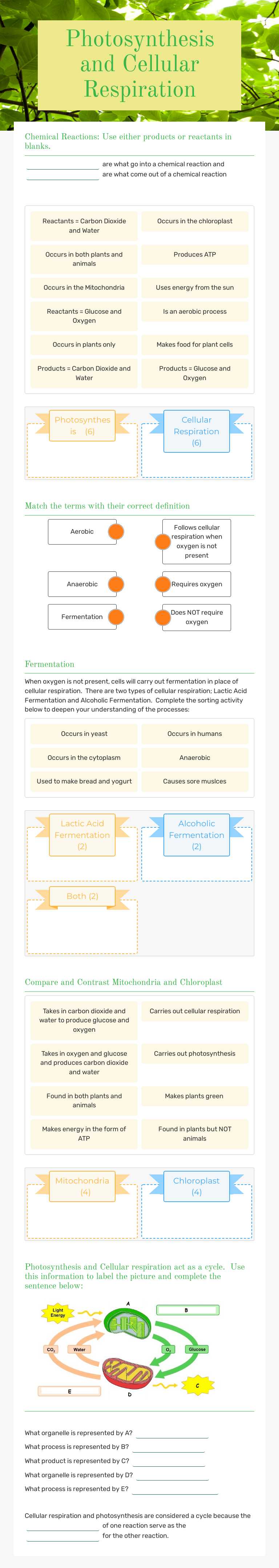 Photosynthesis and Cellular Respiration Grade 10 worksheet preview