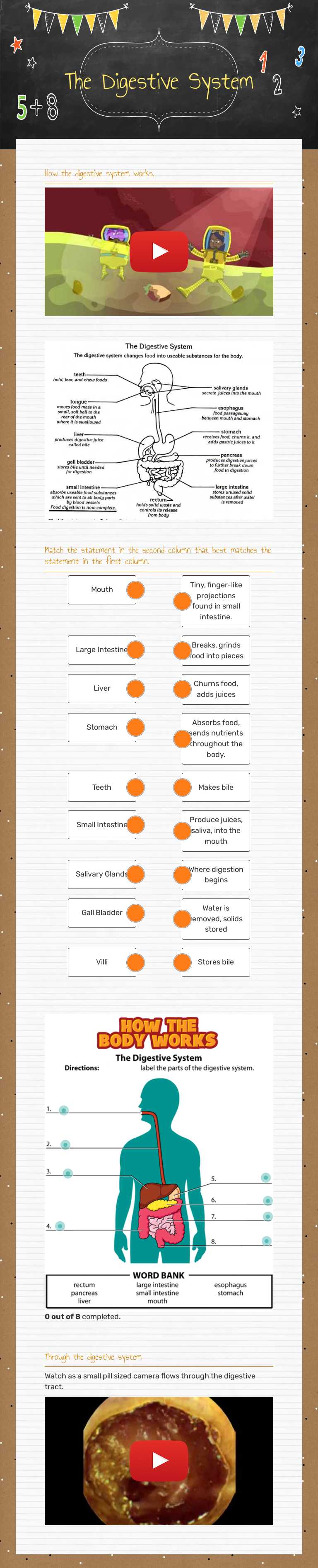 The Digestive System worksheet preview image