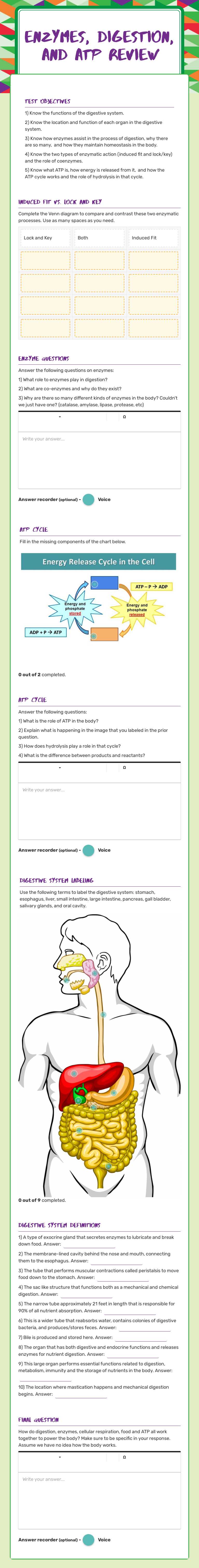 Enzymes, digestion, and ATP Review worksheet preview image