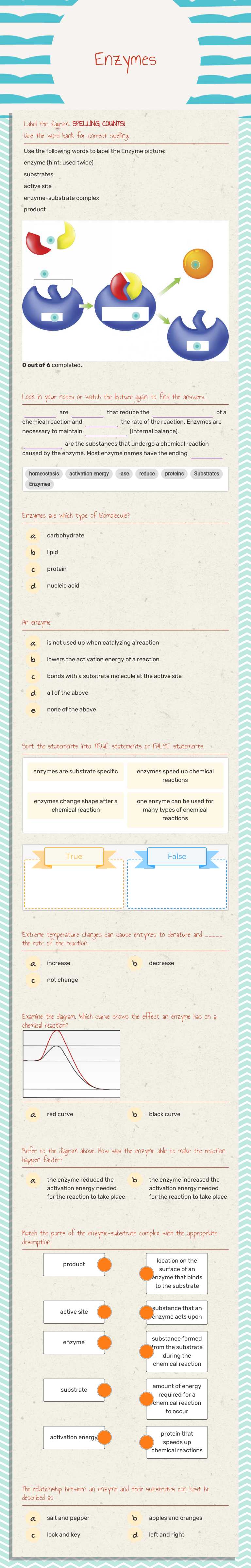 Enzymes worksheet preview image