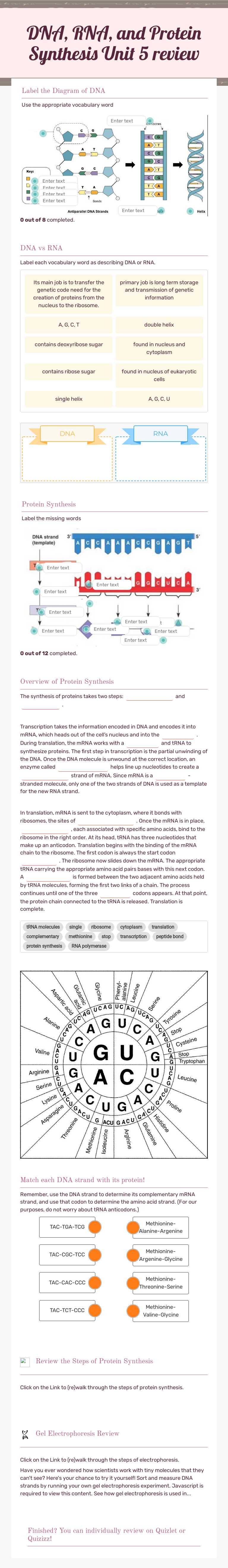 DNA, RNA, and Protein Synthesis  
 Unit 5 review worksheet preview image