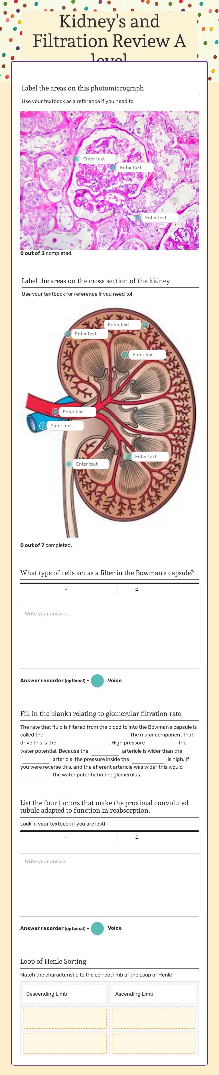 Kidney's and Filtration Review A level Grade 10 worksheet preview