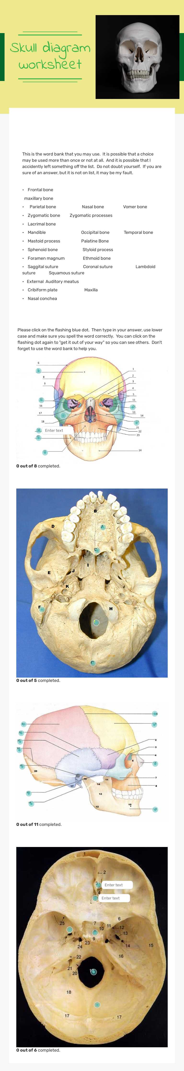Skull diagram worksheet worksheet preview image