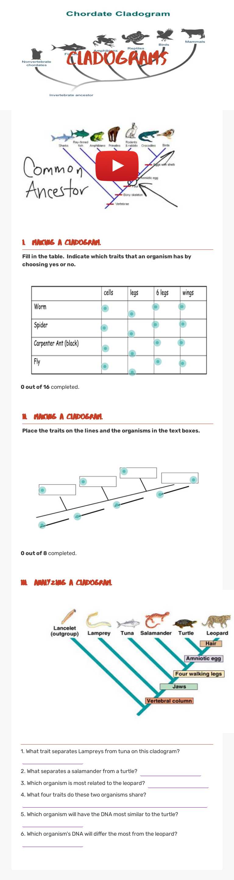 Cladograms worksheet preview image