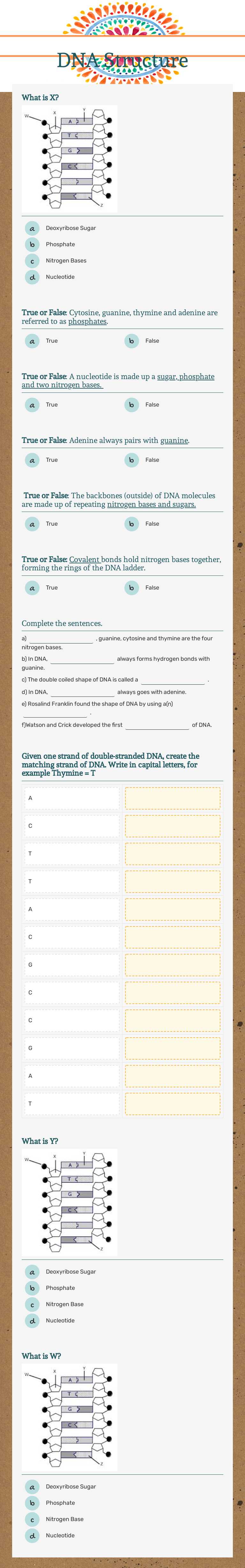 DNA Structure worksheet preview image