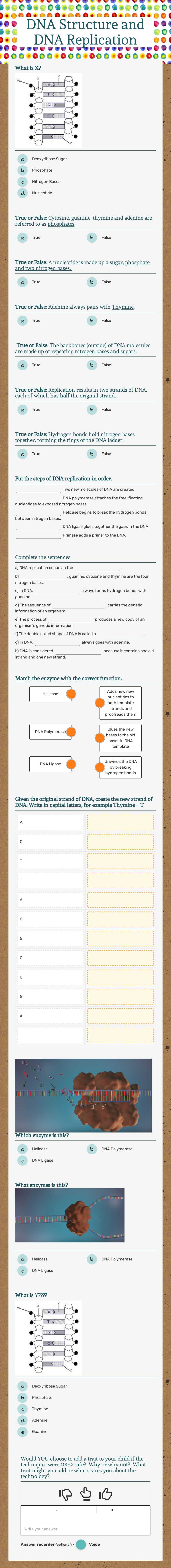 DNA Structure and DNA Replication worksheet preview image