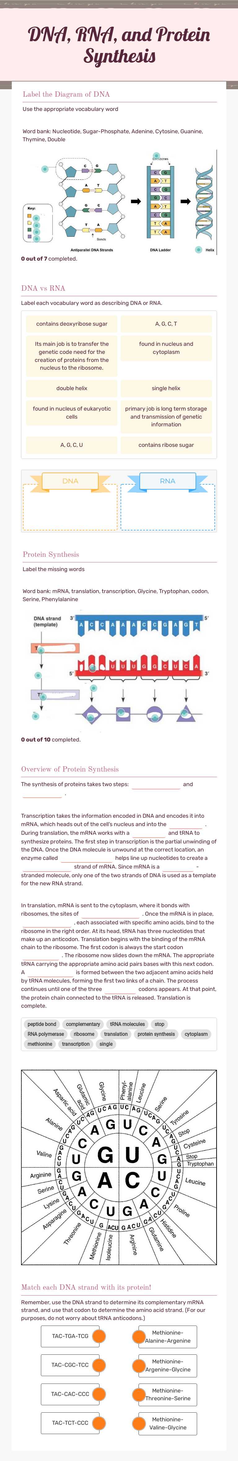 DNA, RNA, and Protein Synthesis worksheet preview image