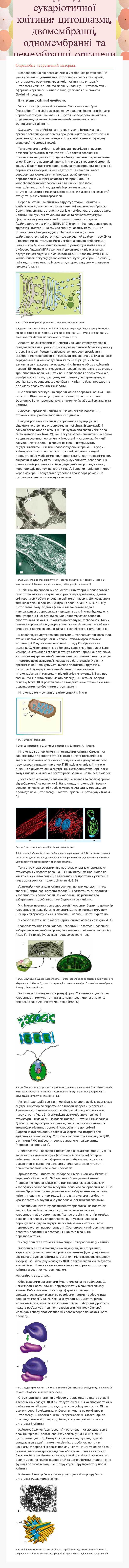 Структура еукаріотичної клітини: цитоплазма, двомембранні, одномембранні та немембранні  органели клітини. Теорія. worksheet preview image