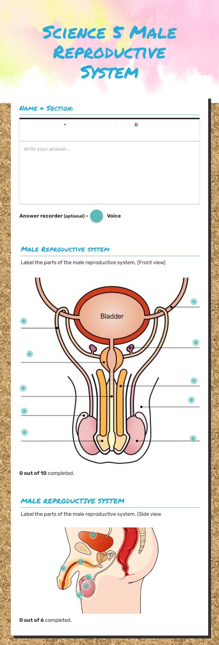 Science 5                     Male Reproductive System worksheet preview image