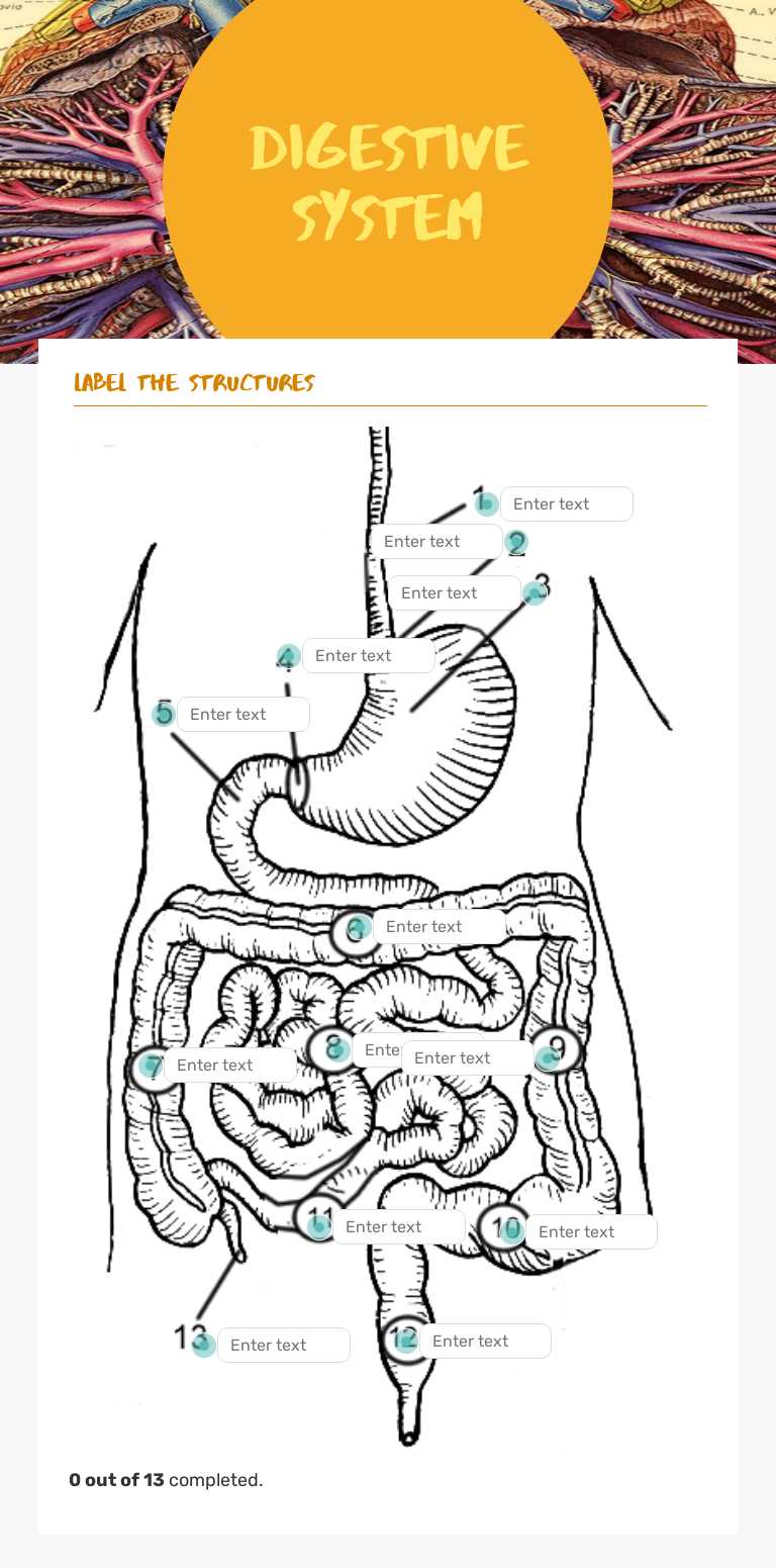 Digestive System worksheet preview image