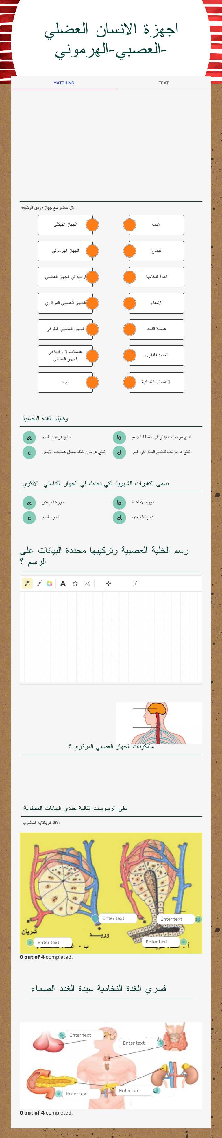 اجهزة الانسان 
العضلي -العصبي-الهرموني worksheet preview image