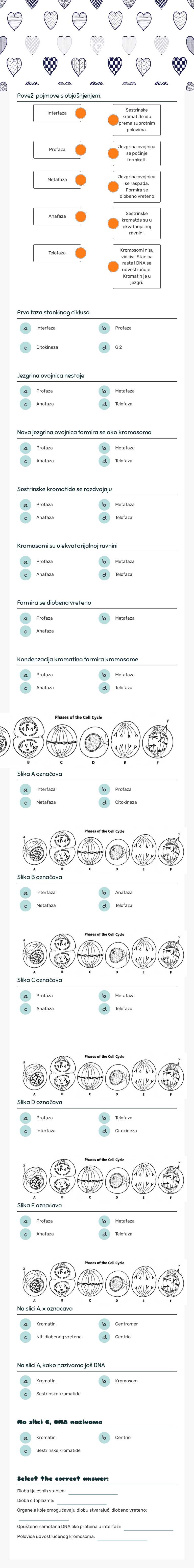 Mitoza worksheet preview image