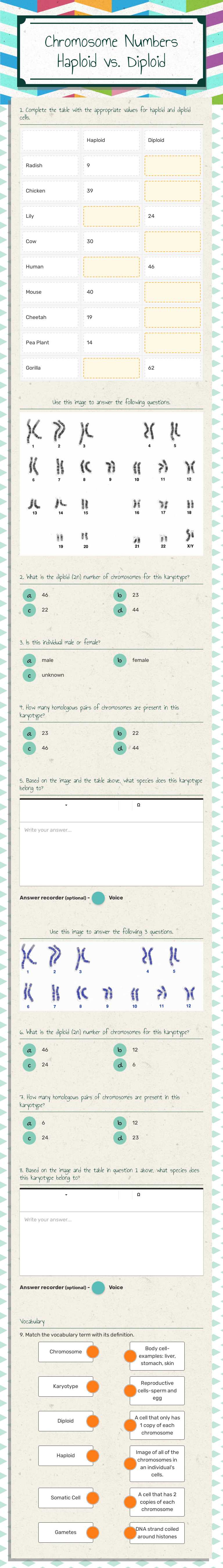 Chromosome Numbers Haploid vs. Diploid worksheet preview image