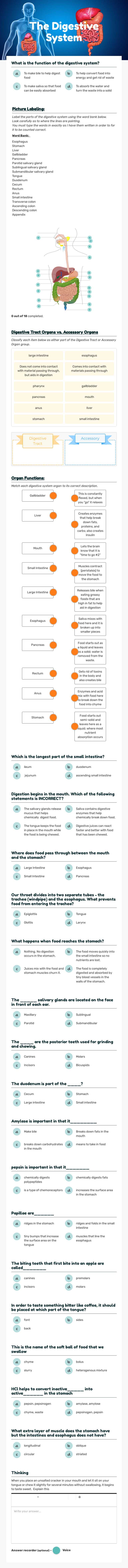 The 
Digestive 
System worksheet preview image