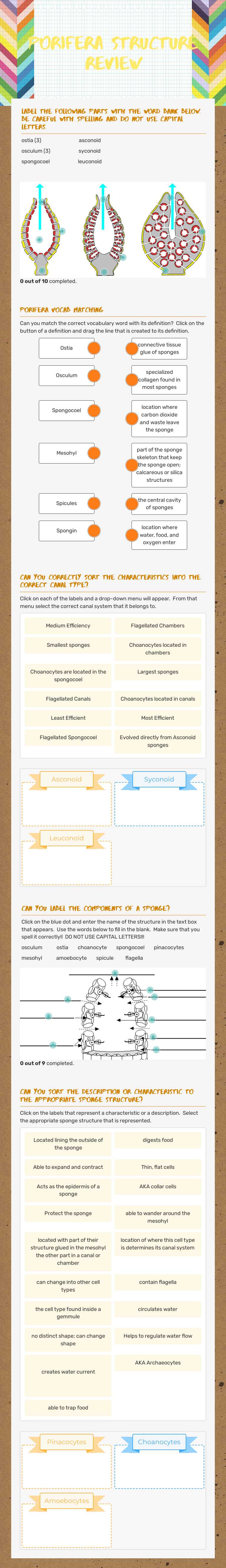 Porifera Structure Review Grade 12 worksheet preview