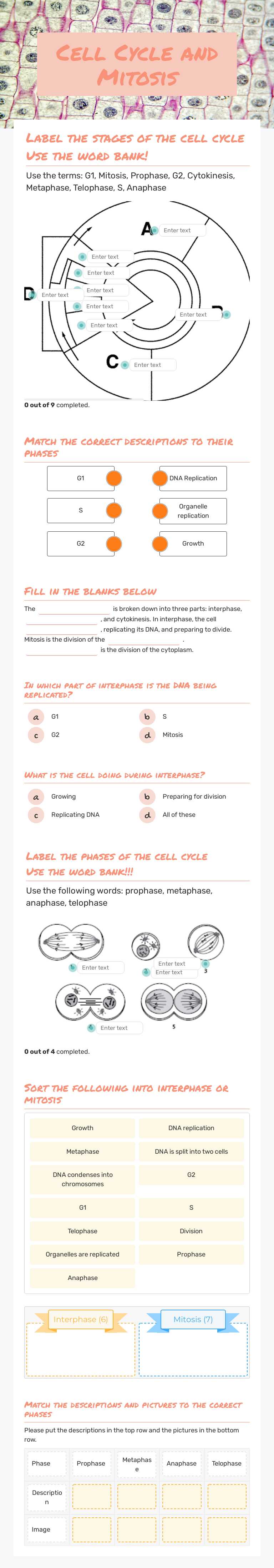 Cell Cycle and  Mitosis Grade 9 worksheet preview