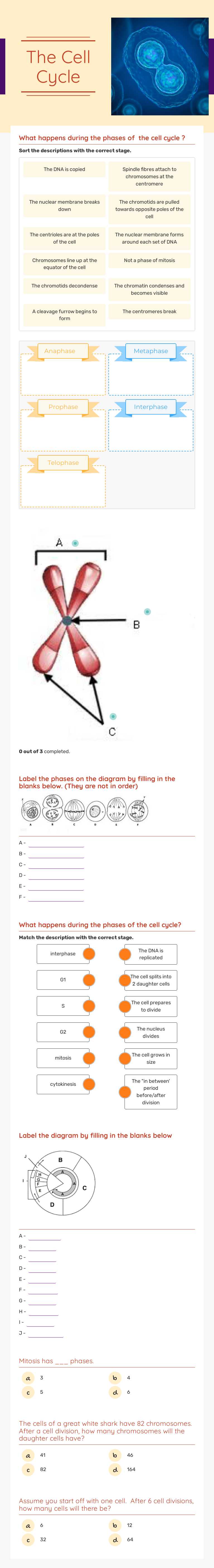 The Cell Cycle Grade 10 worksheet preview