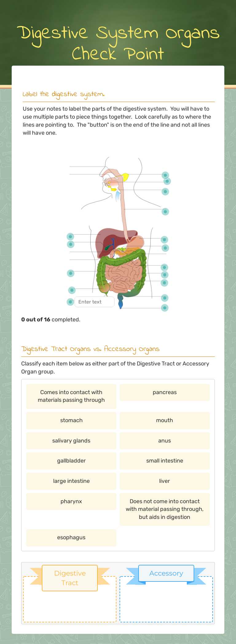 Digestive System Organs
Check Point worksheet preview image