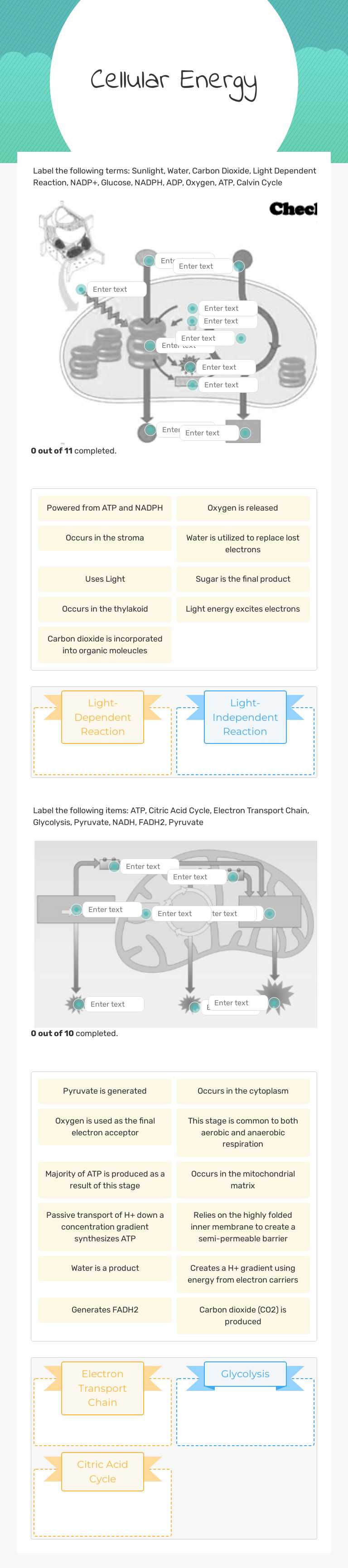 Cellular
Energy worksheet preview image