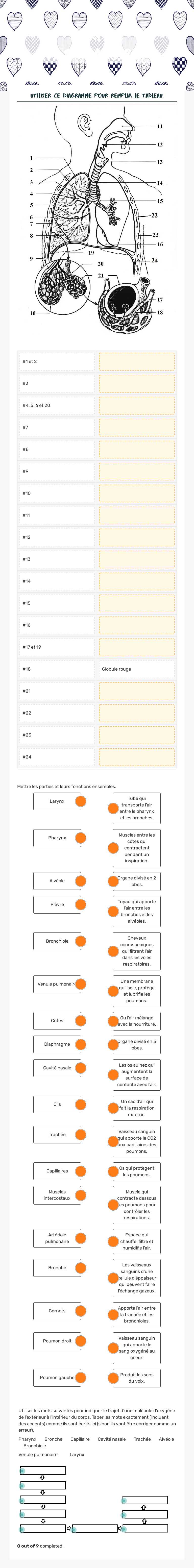 Parties respiratoires worksheet preview image