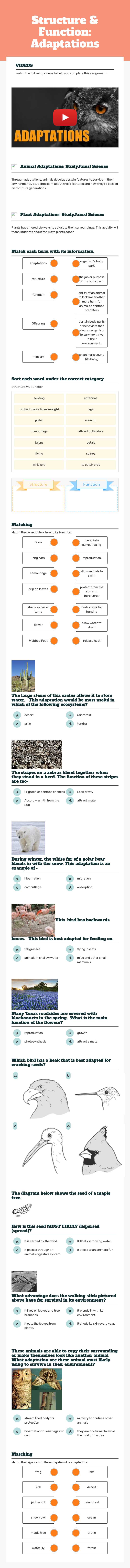 Structure & Function: Adaptations worksheet preview image